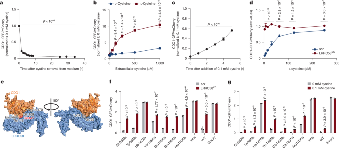 Fig. 4: Regulation of LRRC58–CDO1 by cellular cysteine abundance.