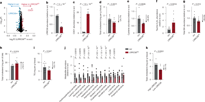Fig. 5: Depletion of LRRC58 stabilizes CDO1 and regulates hepatic cholesterol and fatty acid metabolism.