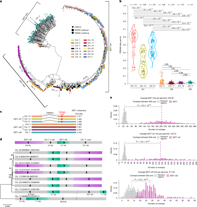 Fig. 2: Evidence for SST1-mediated interchromosomal exchange in human genomes.