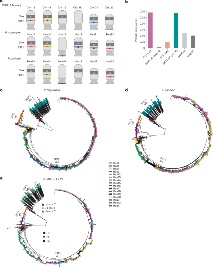 Fig. 3: Evidence for exchange of SST1 on rDNA array-bearing chromosomes in chimpanzee and bonobo genomes.