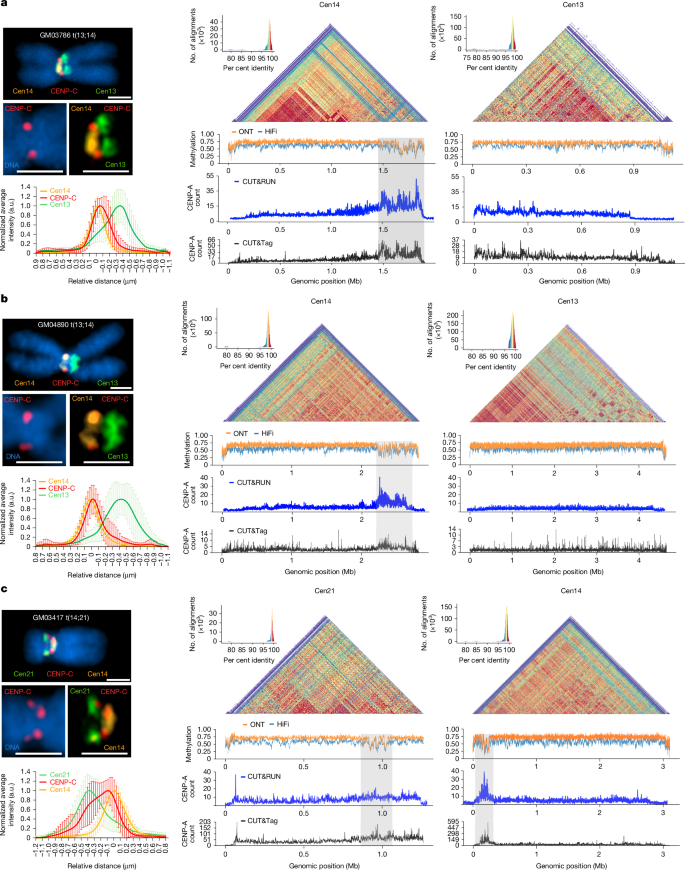 Fig. 4: Centromere activity in dicentric ROBs.