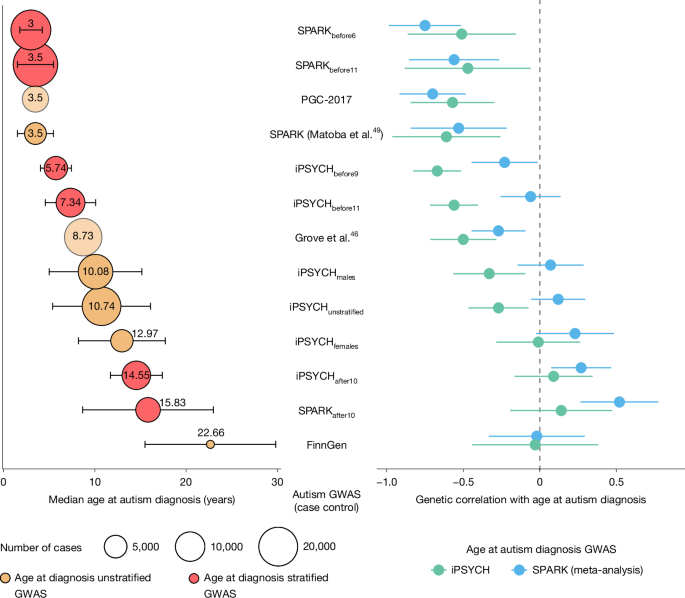 Fig. 3: Median age at autism diagnosis and genetic correlations with age at autism diagnosis across different GWAS cohorts.