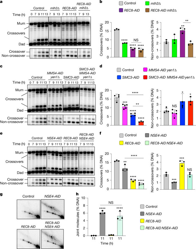 Fig. 2: Rec8–cohesin and Smc5/6 define distinct pathways of joint molecule resolution.