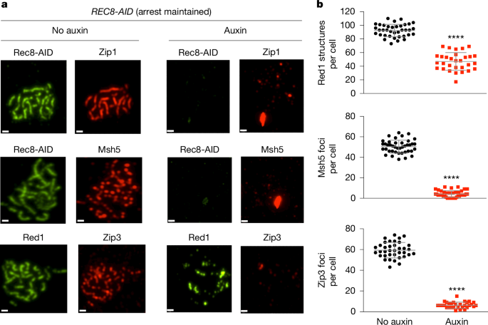 Fig. 3: Rec8–cohesin is required to maintain SCs and crossover-specific recombination complexes.