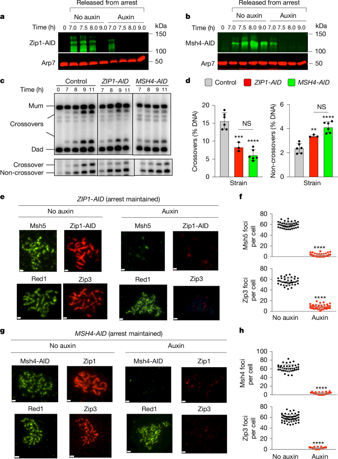 Fig. 4: Zip1 and MutSγ are required for crossover-specific dHJ resolution.