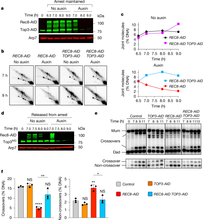 Fig. 5: Rec8–cohesin protects dHJs from aberrant resolution mediated by the STR/BLM complex.