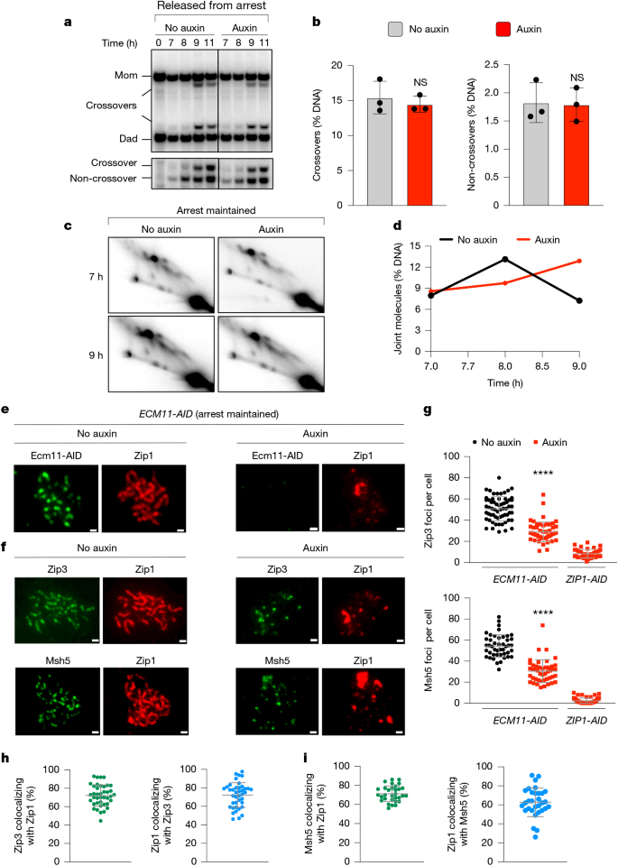Fig. 6: Full synapsis is not essential for crossover-specific dHJ resolution.