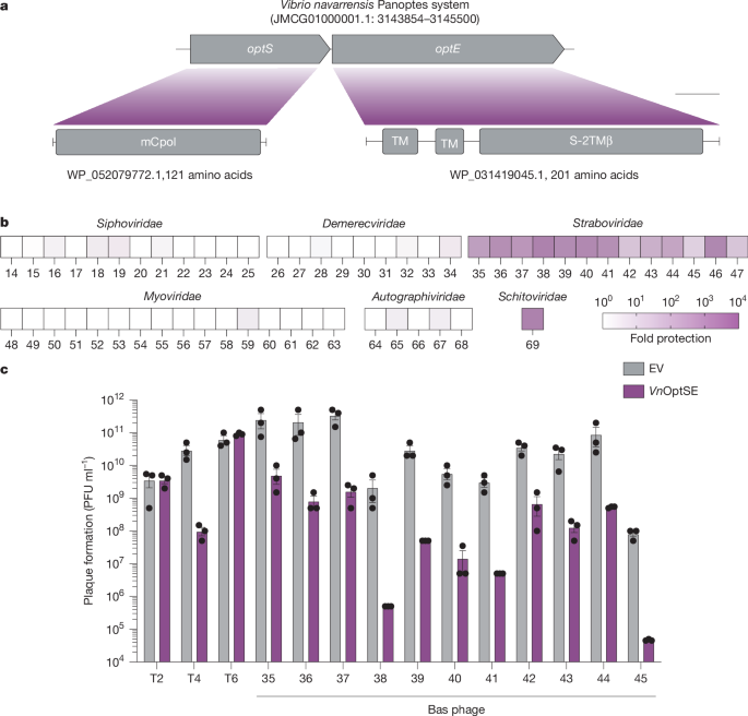Fig. 1: The Panoptes system restricts phage.