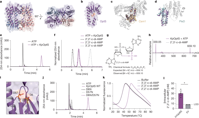 Fig. 2: OptS is a minimal CRISPR polymerase.