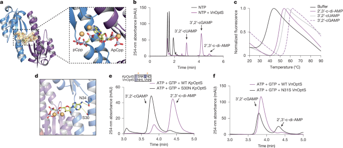 Fig. 3: Panoptes orthologues have altered cyclic nucleotide products.