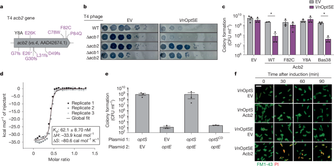 Fig. 4: Acb2 is necessary and sufficient to activate the Panoptes system.