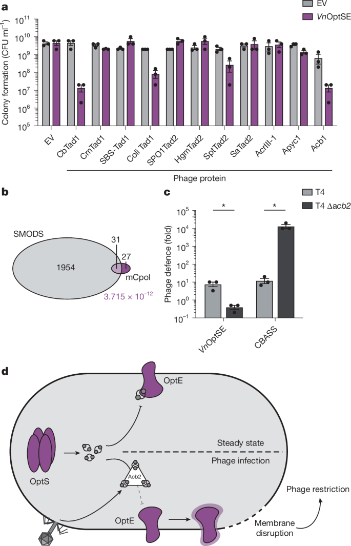 Fig. 5: Phage anti-defence proteins activate Panoptes.