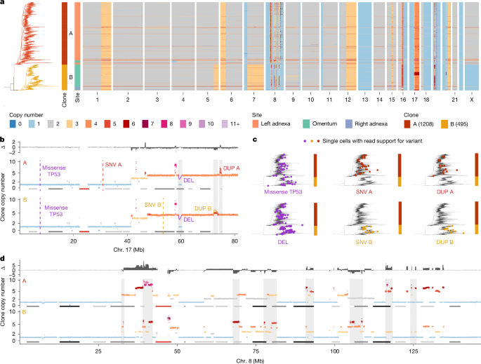 Fig. 1: Clone-specific mutations and structural variations in scWGS.