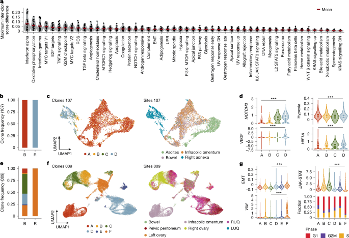 Fig. 5: Clone-specific transcriptional programmes.