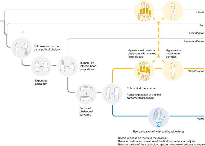 Fig. 4: Reconstruction of hominin hand evolution.