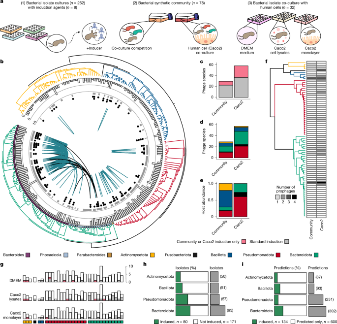 Fig. 1: Gut prophages induced in pure and synthetic bacterial community cultures.