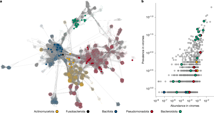 Fig. 2: Taxonomy and prevalence of induced temperate phages within gut viromes.