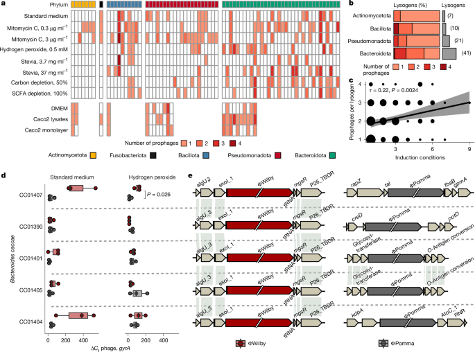Fig. 4: Comparison of induction agents and analysis of polylysogeny within gut isolates.