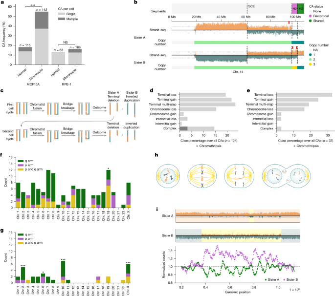 Fig. 2: CA landscape of spontaneous micronucleated cells in near-diploid human cell lines.
