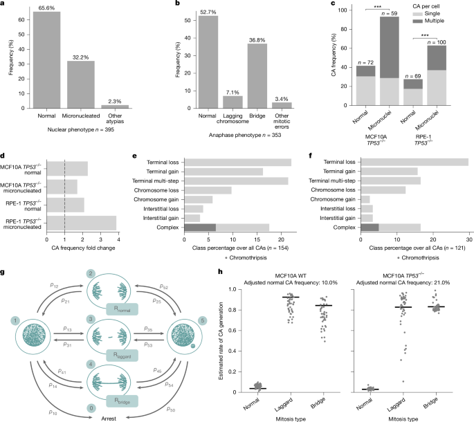 Fig. 3: Effect of TP53 disruption on de novo CA formation, and modelling basal CA rates.
