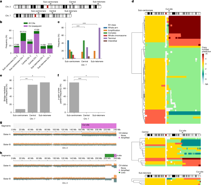 Fig. 4: CA landscape following targeted DSB induction along chromosome arms.
