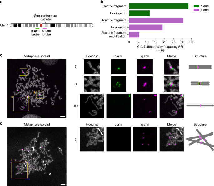 Fig. 5: Isodicentric and isoacentric derivative chromosome generation through targeted DSBs.