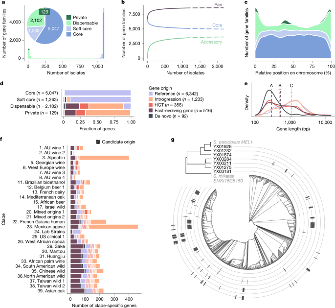 Fig. 3: Gene-based pangenome.
