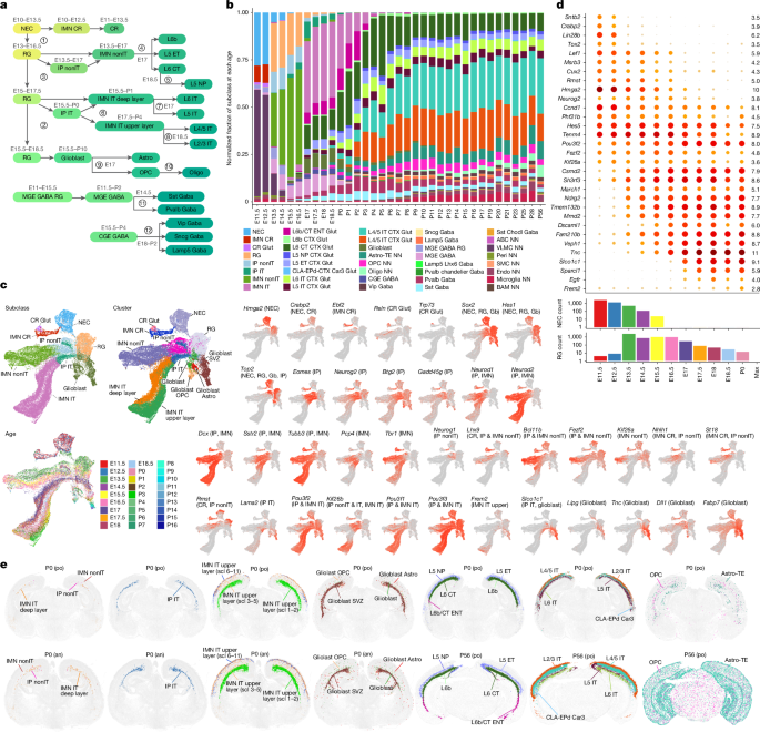 Fig. 2: Developmental trajectories of visual cortex cell subclasses.