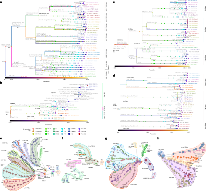 Fig. 3: Developmental trajectories of visual cortex cell types.