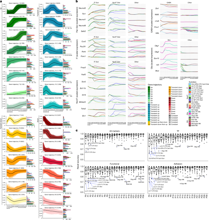 Fig. 4: Gene expression trajectories across cell types and ages during development.