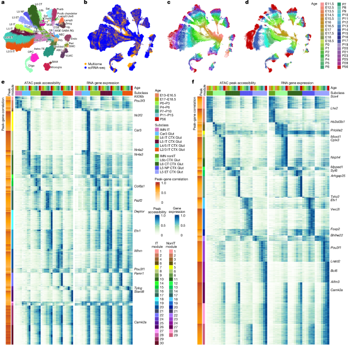 Fig. 6: Integration of scRNA-seq and snMultiome data and correspondence of chromatin accessibility and gene expression across glutamatergic neuron types and ages during development.