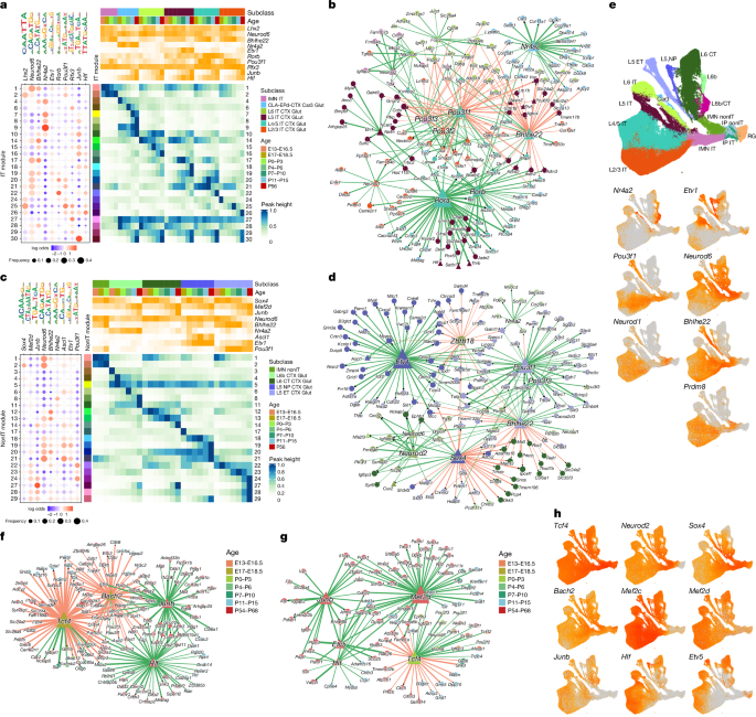 Fig. 7: GRNs for IT and nonIT glutamatergic neuron types.
