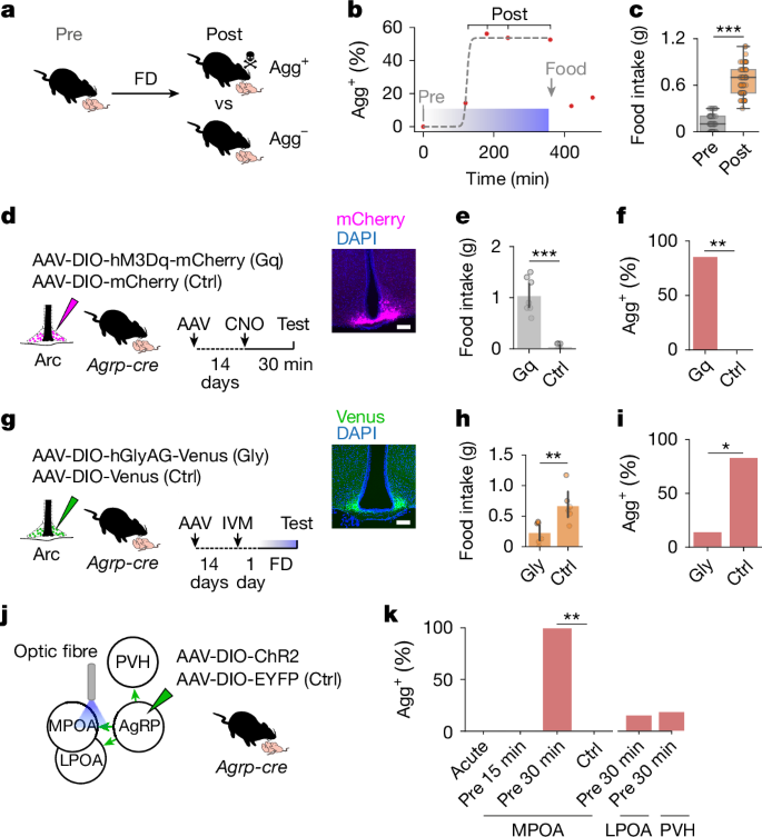 Fig. 1: ArcAgRP→MPOA projections mediate hunger-induced, pup-directed aggression.