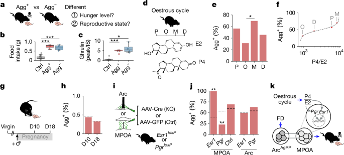Fig. 2: Oestrous state sets behavioural switching probability in the MPOA.