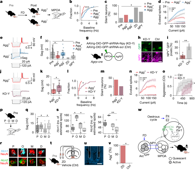 Fig. 3: Integration of hunger and oestrous state in MPOA neurons.