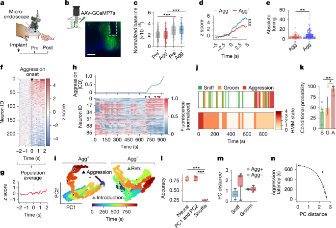 Fig. 4: MPOA neurons encode an aggressive state.