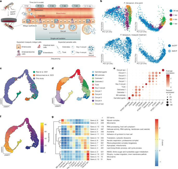 Mapping Plasmodium transitions and interactions in the Anopheles female ...