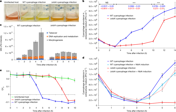 Fig. 1: The influence of nblA on S-TIP37 cyanophage infection dynamics.