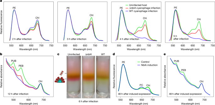 Fig. 2: The effect of cyanophage NblA on the cyanobacterial photosynthetic antennae.