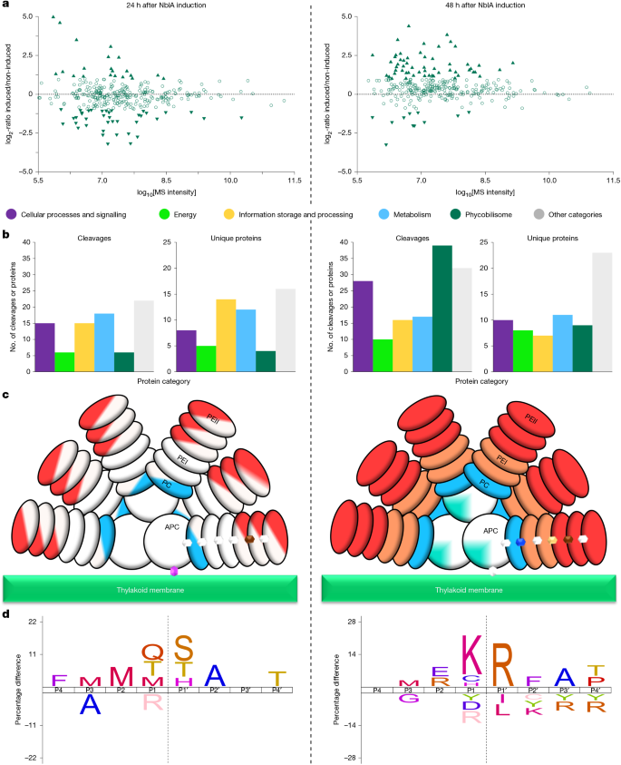 Fig. 3: Proteolytic patterns in host cells after ectopic expression of the cyanophage NblA.