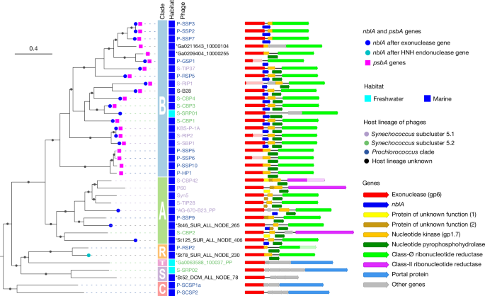 Fig. 4: The distribution of nblA genes among isolated T7-like cyanophages and selected environmental phage genomes.