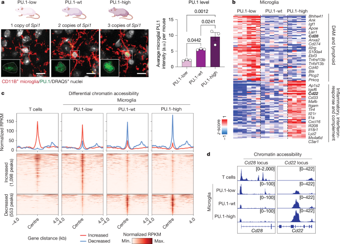 Fig. 3: PU.1 levels regulate lymphoid gene expression in microglia.