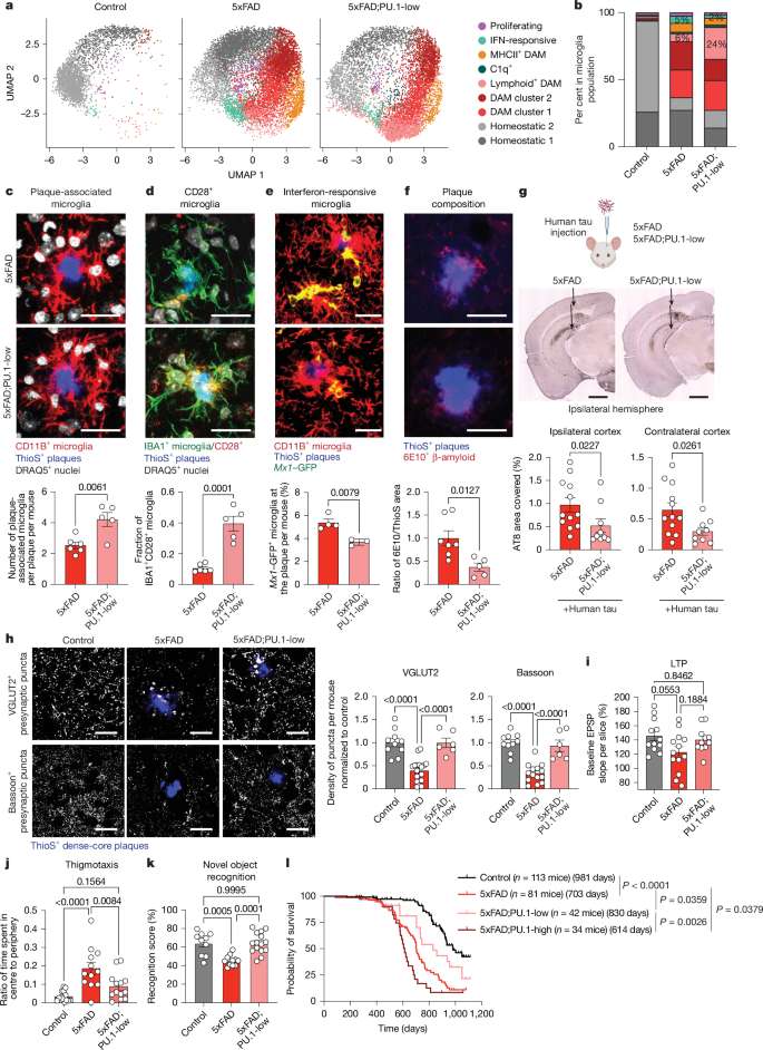 Fig. 4: PU.1low microglia exhibit neuroprotective phenotypes.