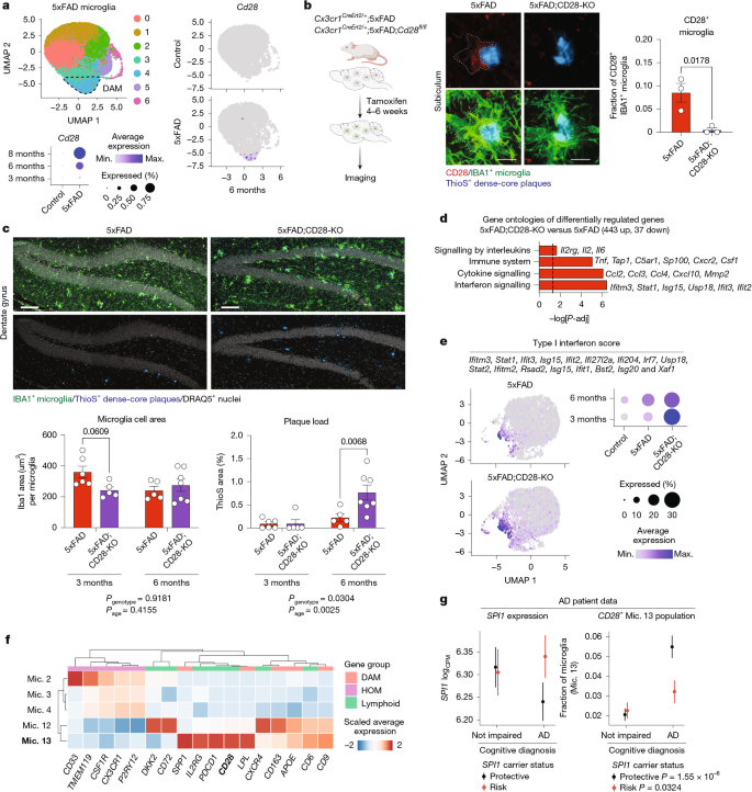 Fig. 5: Microglial CD28 regulates inflammatory activation and amyloid plaque burden in 5xFAD mice.