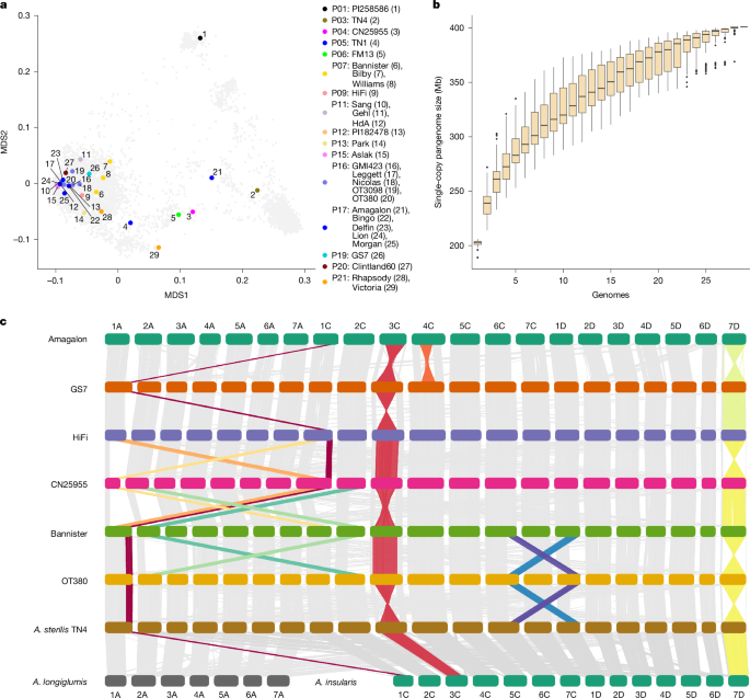 Fig. 1: Oat pangenome composition and structural variation.