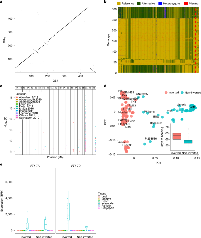 Fig. 3: A chromosomal inversion linked to early heading.