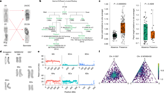 Fig. 4: Chromosomal translocations and homeologous sequence exchanges.