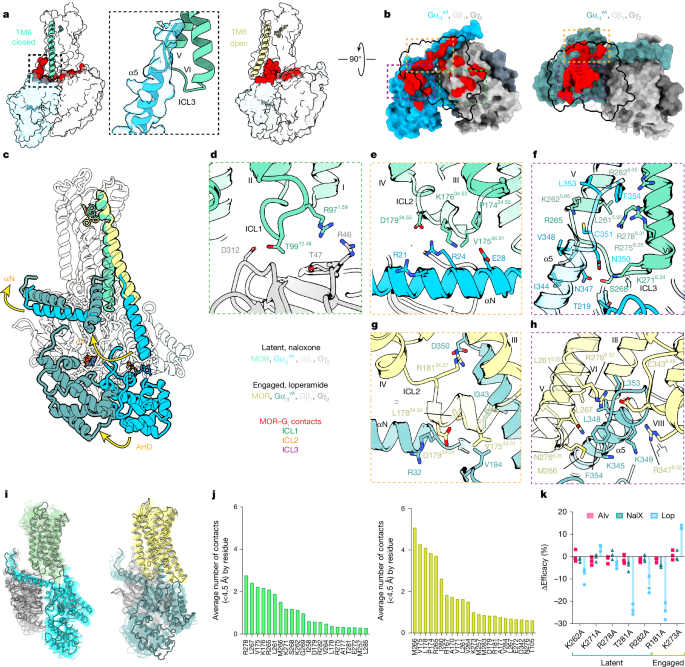 Fig. 2: Structural comparison of GDP-bound MOR–Gαi intermediate states for latent versus engaged conformations during G protein activation.