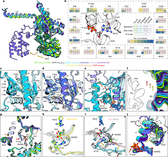 Fig. 3: Comparison of Gαi1 and its nucleotide-binding pocket across conformational states preceding GDP release.
