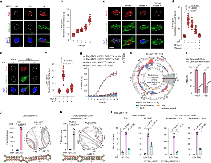 Fig. 1: HSV-1 infections generate Z-RNA.